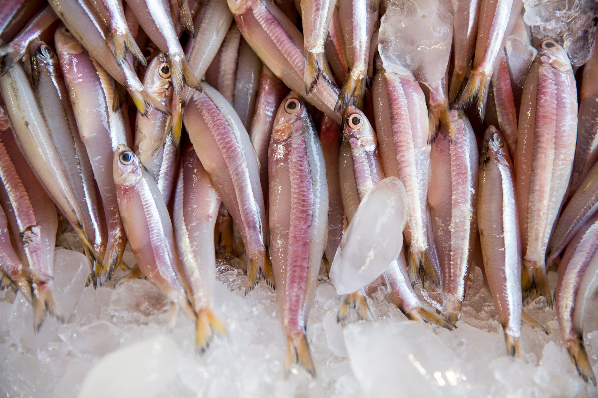 Peixes pequenos e frescos dispostos bem juntinhos sobre o gelo em uma barraca de mercado.