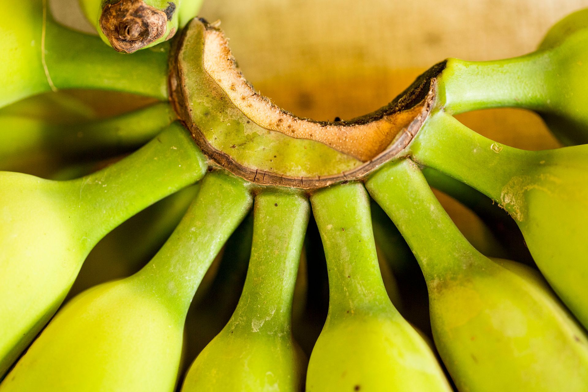 Close-up de um cacho de bananas verdes com um talo marrom.