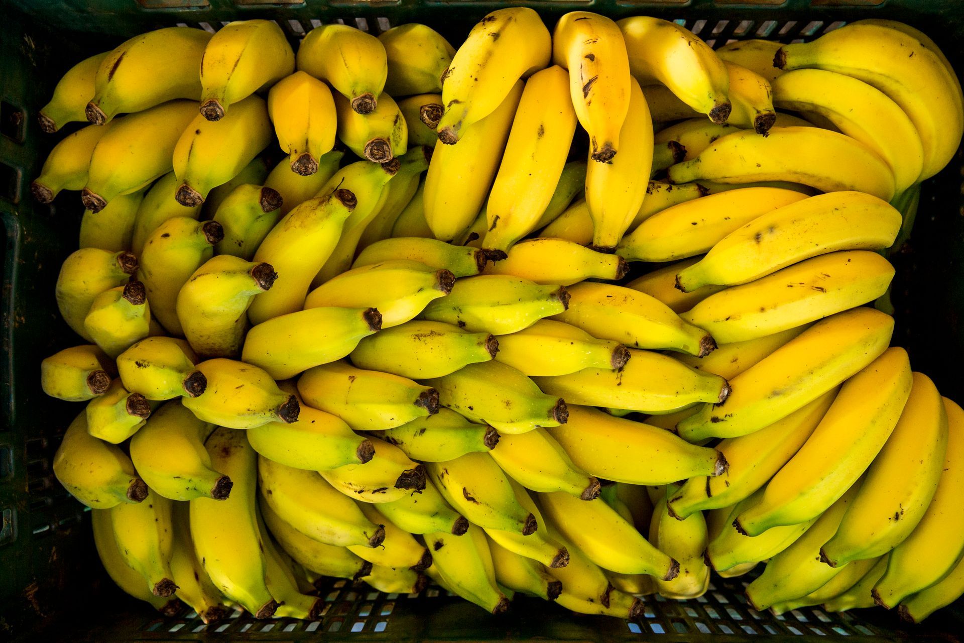 Uma caixa cheia de bananas amarelas maduras, empilhadas bem juntas.