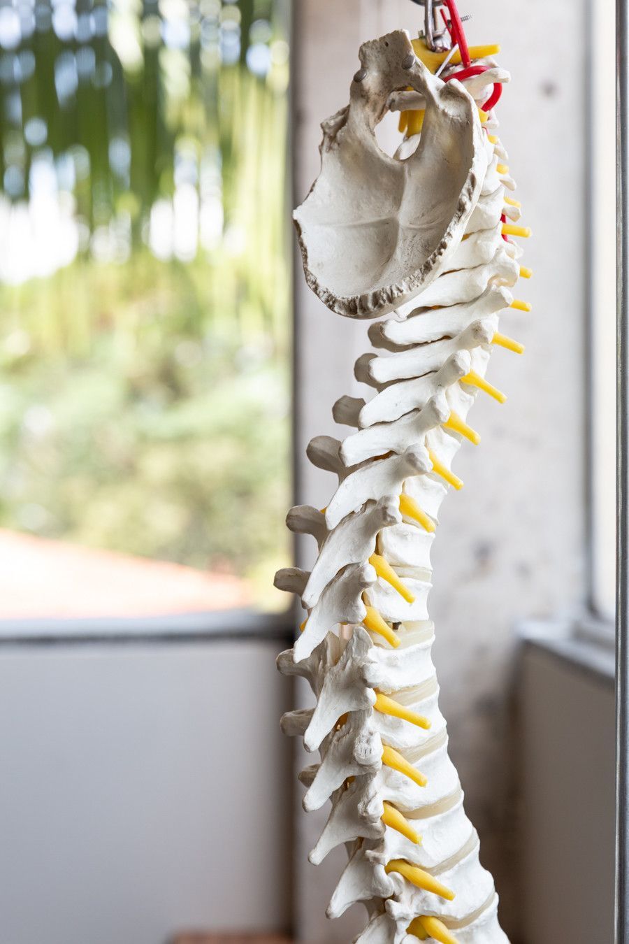 Modelo de coluna vertebral humana com pélvis, pendurado junto a uma janela.
