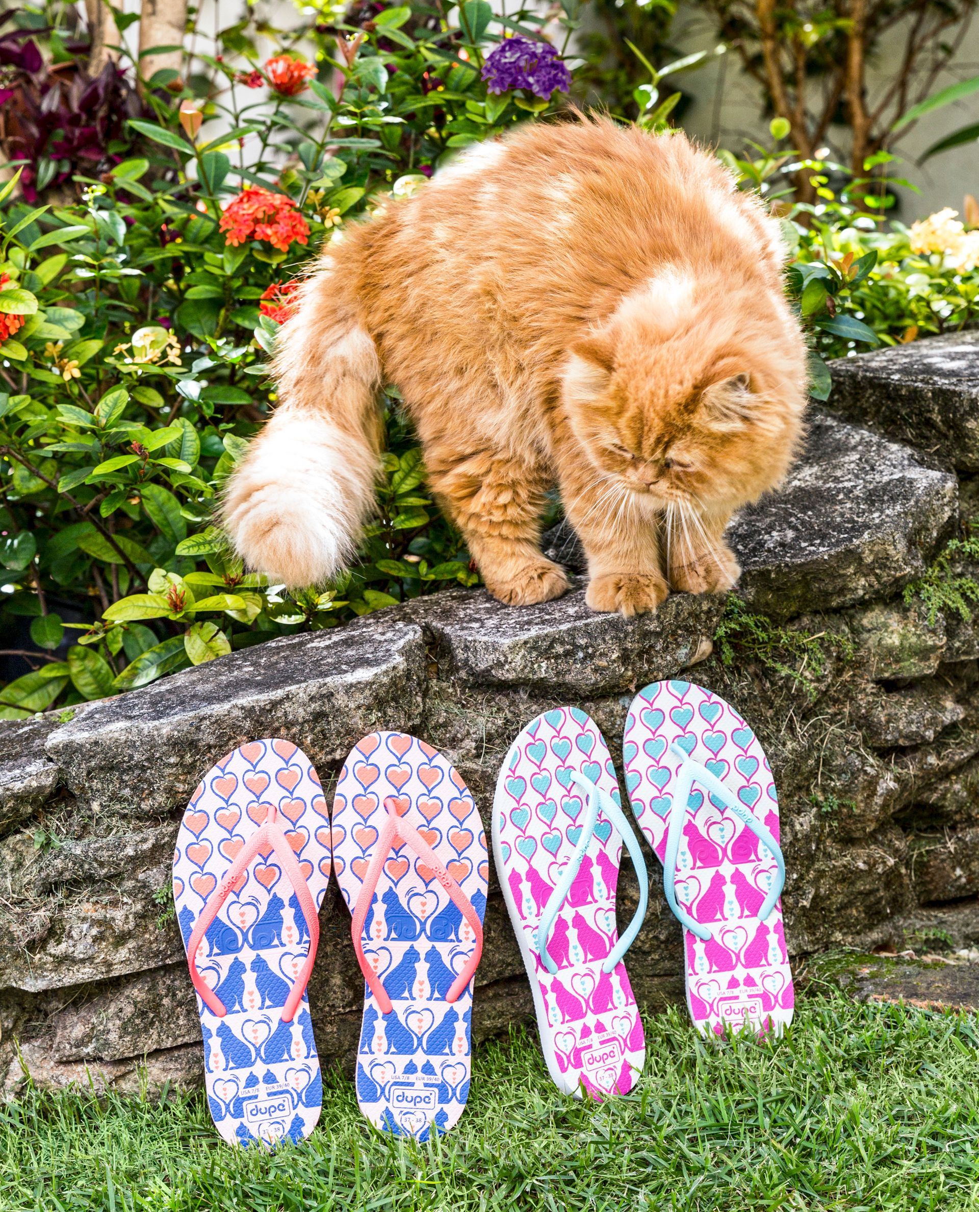 Gato laranja em cima de um muro de pedra, acima de chinelos coloridos em um jardim.