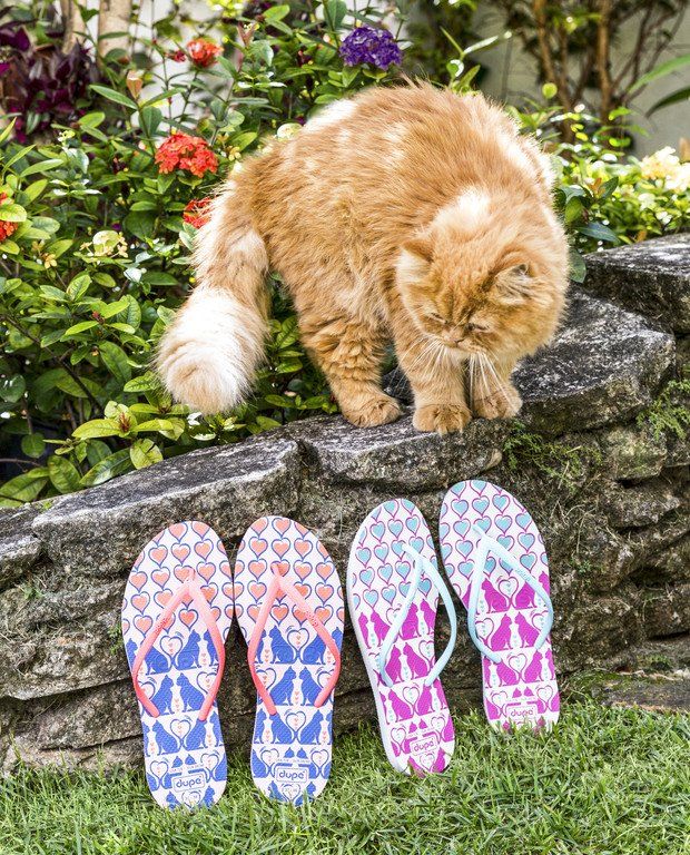 Gato laranja cheirando dois pares de chinelos coloridos em um muro de pedra no jardim.