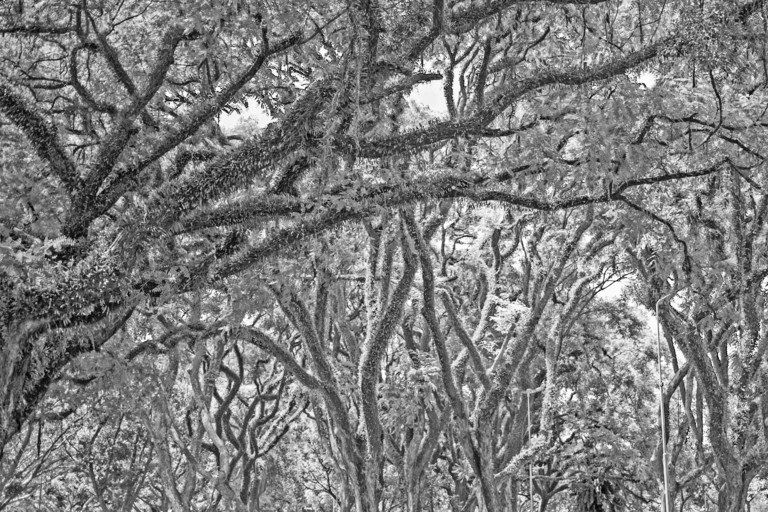 Galhos de árvores cobertos de neve arqueando-se acima da cabeça na copa de uma floresta de inverno.