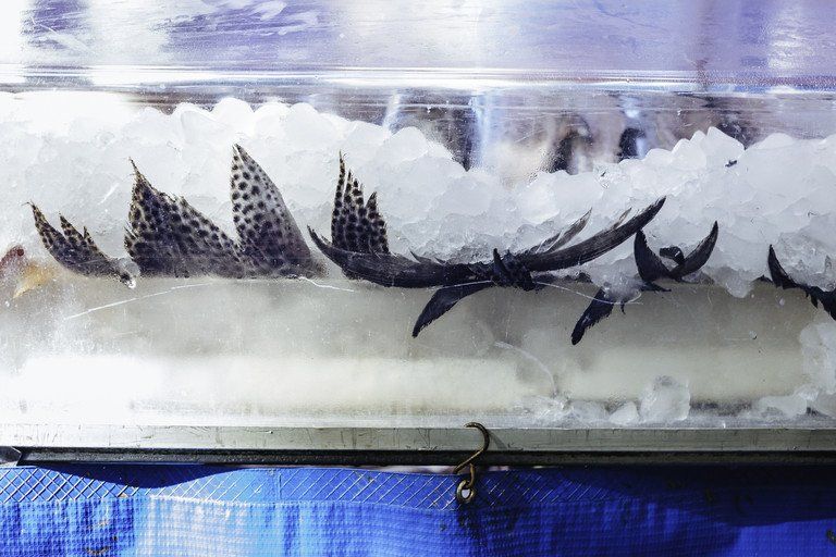 Uma fileira de peixes escuros embalados em gelo dentro de uma vitrine transparente de frutos do mar.