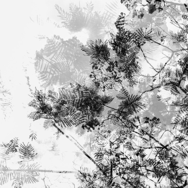 Silhuetas abstratas pretas, semelhantes a samambaias, sobre um fundo claro, sobrepostas em um delicado padrão botânico.