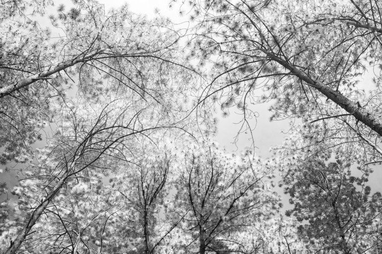 Galhos de árvores nus recortados contra um céu pálido, vistos de baixo em uma área arborizada.
