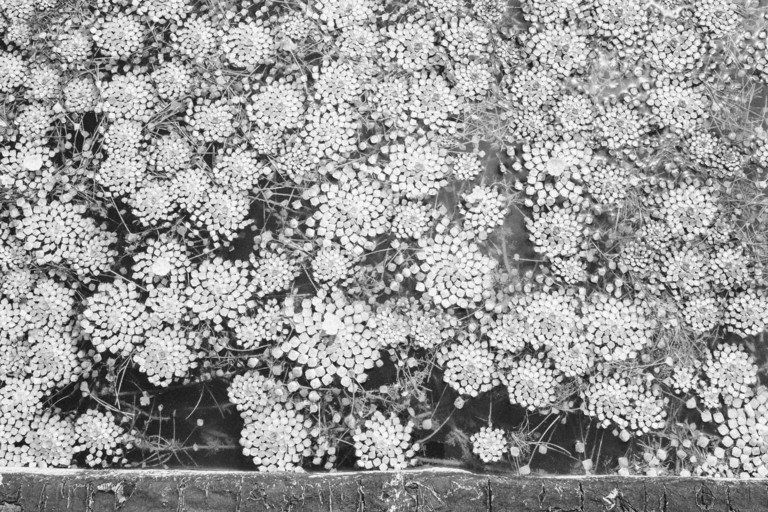 Um denso aglomerado de flores brancas cobre a moldura, com folhagem escura visível ao longo da borda inferior.