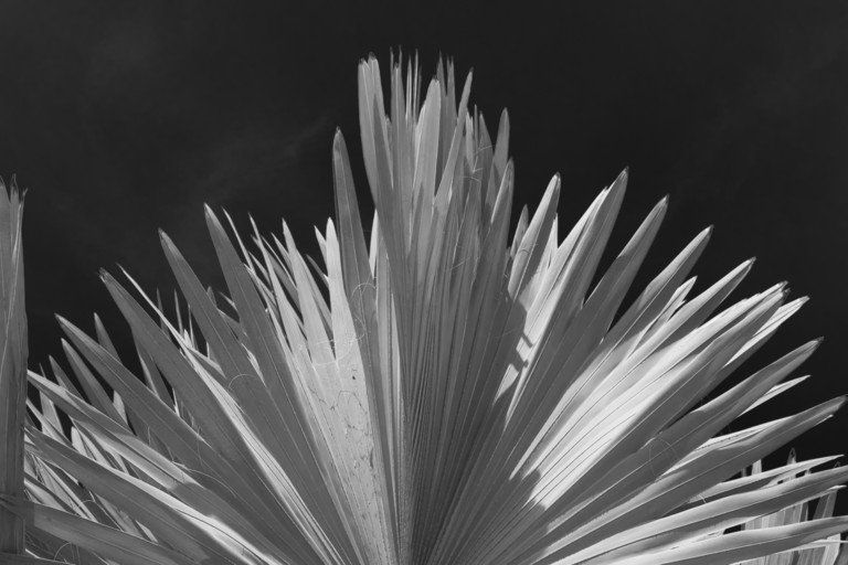Foto em preto e branco, em close-up, de uma planta ou flor espinhosa contra um fundo escuro.