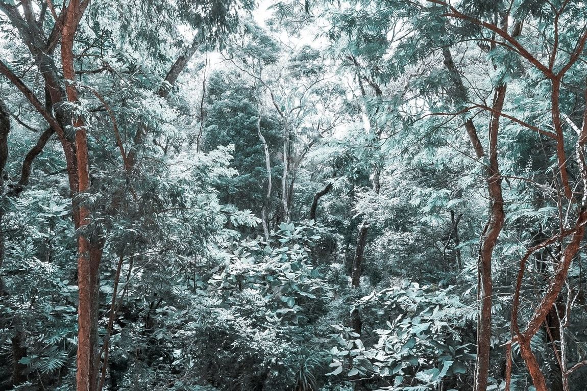 Copa de floresta coberta de neve com árvores altas e folhagem verde-clara.