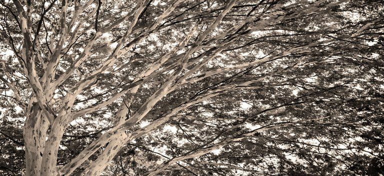 Galhos de árvores nus cobertos por uma leve camada de neve contra um céu invernal.