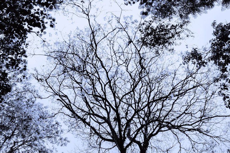 Galhos de árvores nus em silhueta contra um céu azul claro