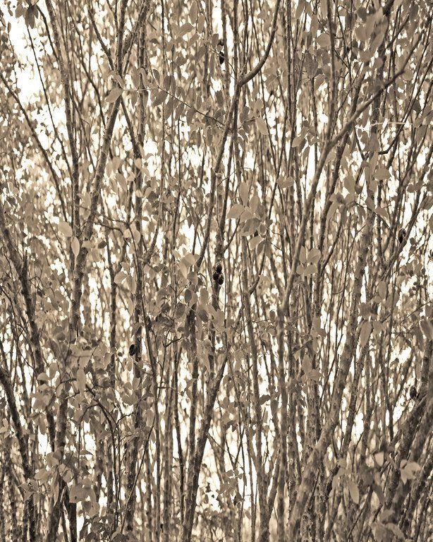 Galhos densos e nus de árvores, cobertos por uma leve camada de neve, contra um céu de inverno.