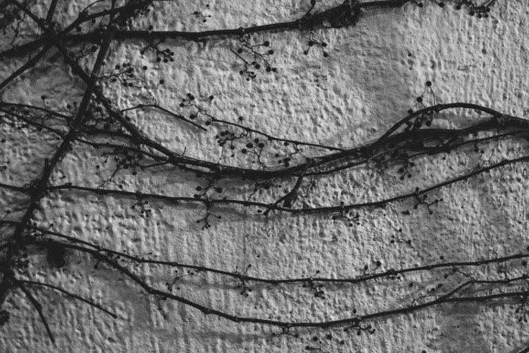 Close-up em preto e branco de trepadeiras ou fios emaranhados contra uma parede de textura áspera.