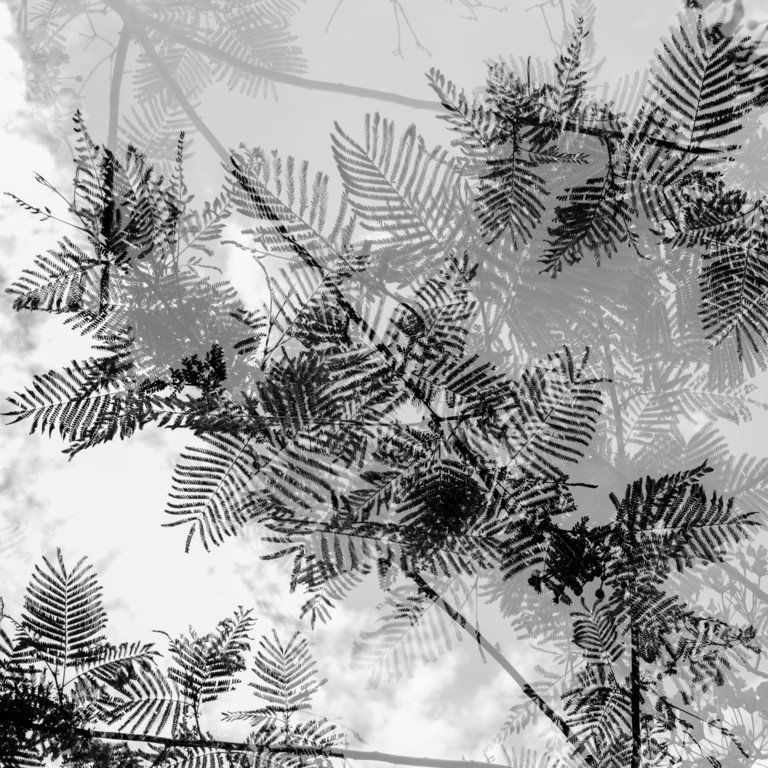 Vista em preto e branco de folhas e galhos de samambaia em silhueta contra um céu nublado.