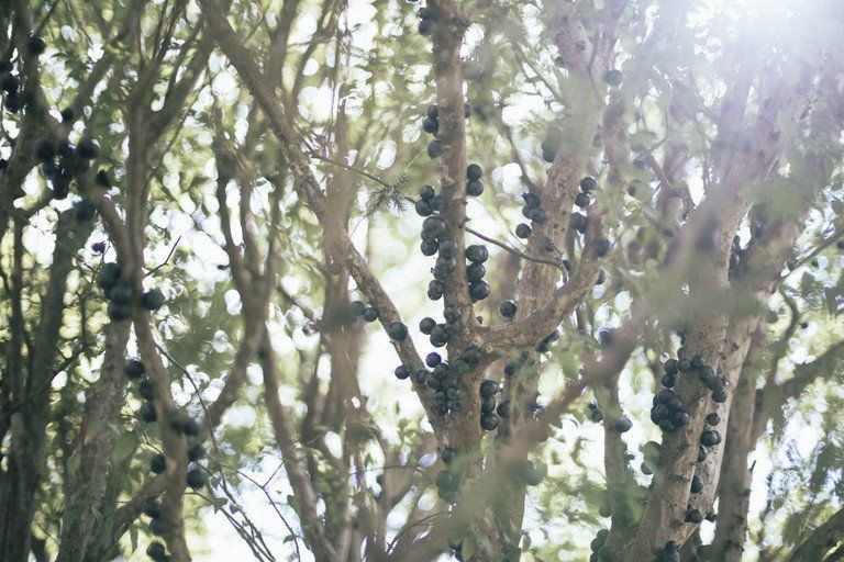 Galhos densos de árvores com cachos de frutos escuros, iluminados pela luz solar intensa.