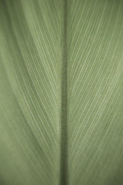 Detalhe de uma folha verde com uma nervura central e linhas diagonais finas.