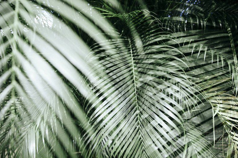 Folhas densas e verdes de palmeiras sobrepostas em um fundo tropical folhoso.