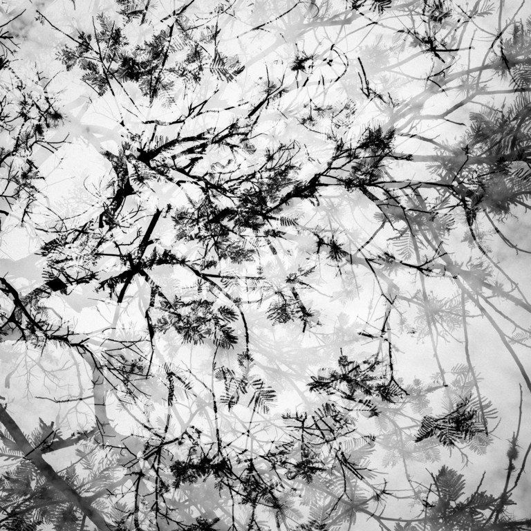 Galhos de árvores pretos abstratos e reflexos em um fundo claro.