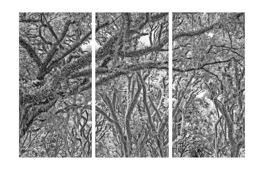 Três painéis estreitos em preto e branco representando galhos e folhas de árvores entrelaçados em uma densa cena de floresta.
