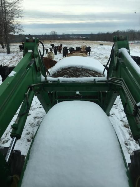 Snow-covered green tractor loader facing a herd of cattle in a snowy field