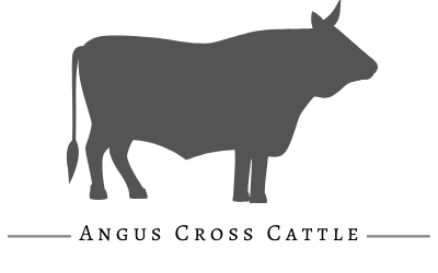 Silhouette of an Angus cross cattle cow with text “ANGUS CROSS CATTLE” below