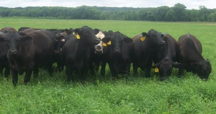 Black cattle grazing in a green pasture with a tree line in the background