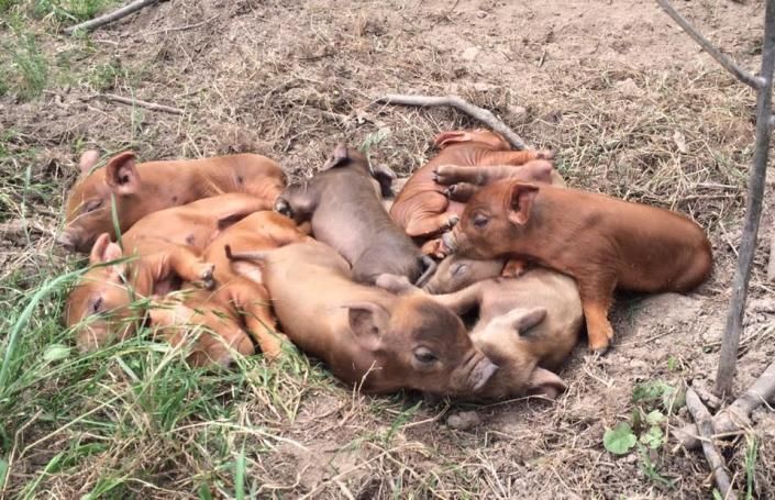 Several brown puppies huddled together sleeping on dry grass outdoors