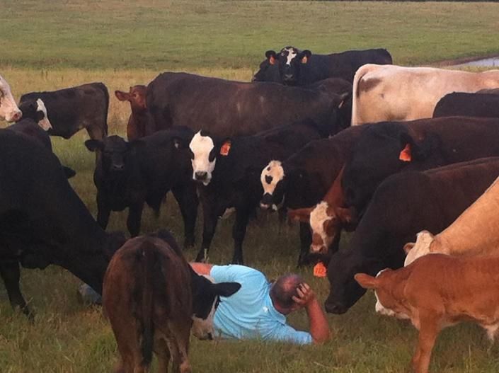 Cows gathered around a person lying in a blue shirt in a grassy field
