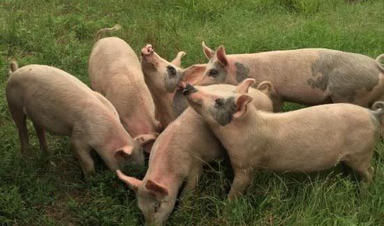 Six pink pigs grazing together in a grassy field