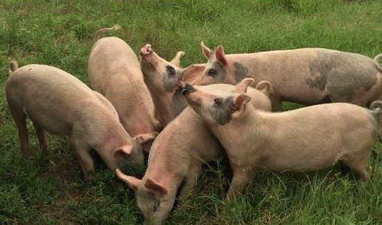 Several pink pigs grazing together in a grassy field