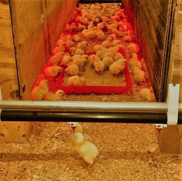Chicks in a brooder under red heat lamps, with one escaping onto the wood shavings.