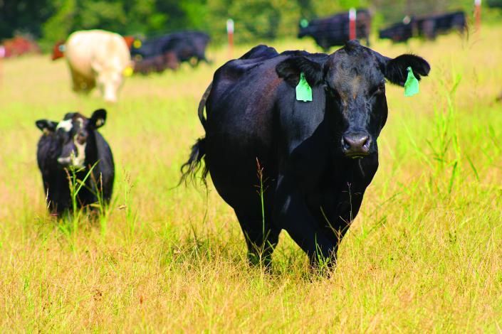 Black cows with green ear tags standing in a sunny grassy field