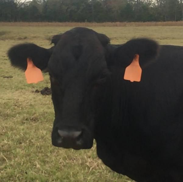 Black cow with orange ear tags standing in a grassy field