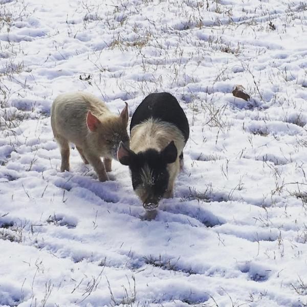 Two pigs rooting in a snowy field, one black-and-white and one pink
