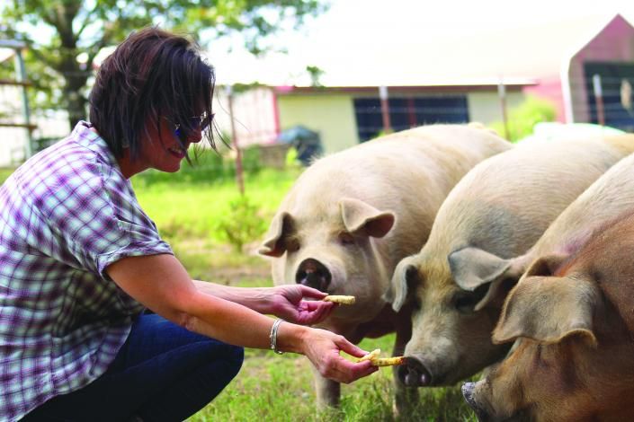 Person feeding piglets outdoors in a grassy farm setting