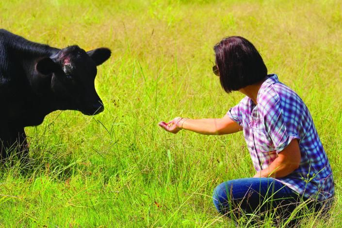 Person kneeling in grass offering a hand to a black cow in a field