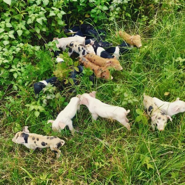 Several puppies of mixed colors playing in tall green grass