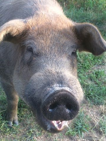 Close-up of a brown pig with a muddy snout standing in grass.