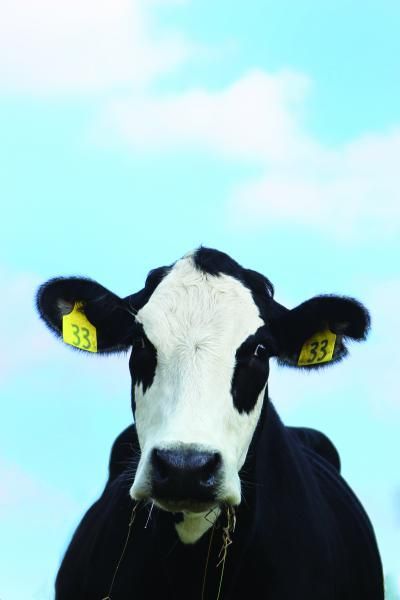 Black-and-white cow facing forward against a blue sky, with yellow ear tags.
