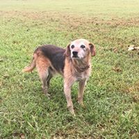 Brown-and-gray dog standing on grassy field, looking at the camera.