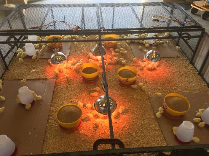 Chicken coop with heat lamps, feed bowls, and several chicks on straw bedding