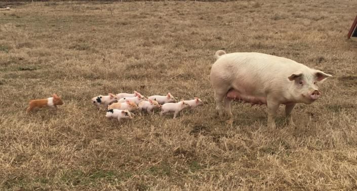 A pig watches over a litter of piglets lying in dry grass outdoors.