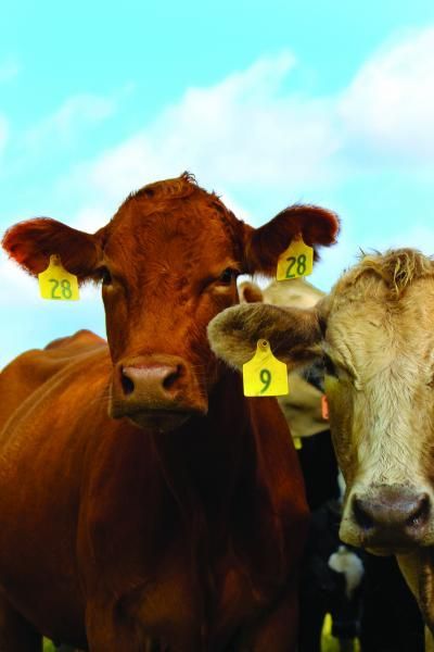 Two cows with yellow ear tags standing outdoors under a blue sky