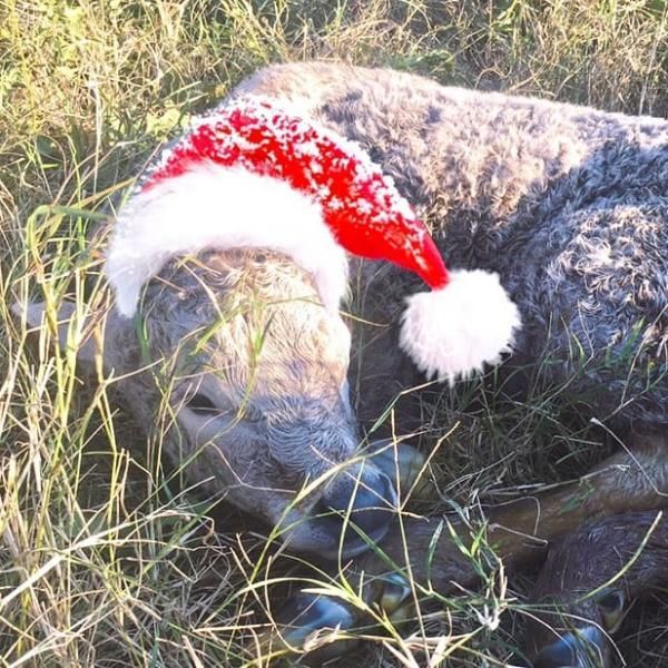 A gray dog wearing a red-and-white Santa hat lies in tall grass.