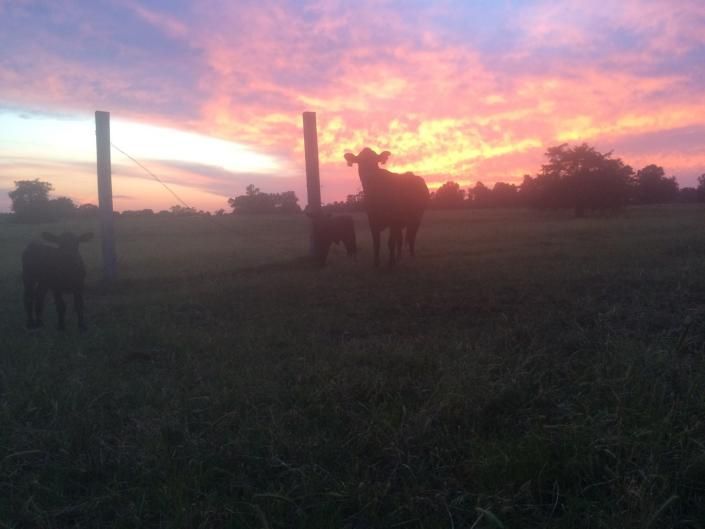 Horses silhouetted in a field at sunset with pink and orange sky