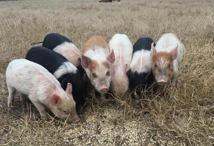Six piglets of mixed colors grazing in a dry field.