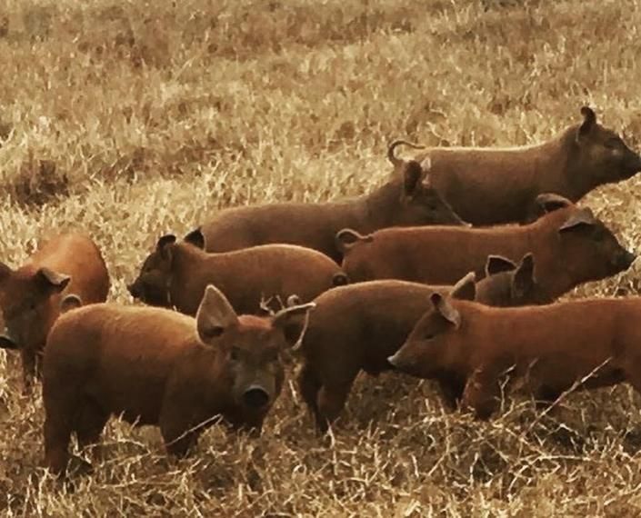 Group of reddish-brown pigs walking through dry grass in a field
