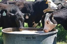 Cows drinking from a metal feed trough outdoors in a pasture