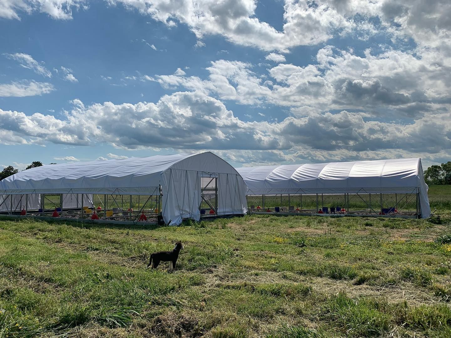 White greenhouse rows in a grassy field under a cloudy sky, with a black dog in the foreground