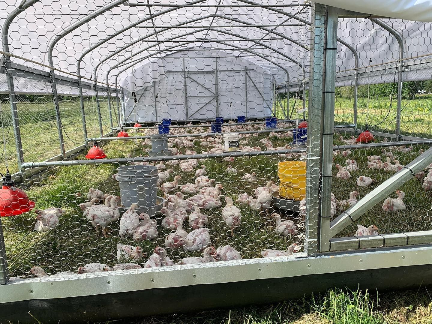 Open greenhouse with rows of flowering plants and equipment inside.